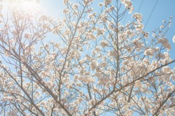 桜と青空