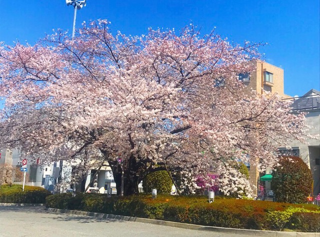 仙川ロータリー桜